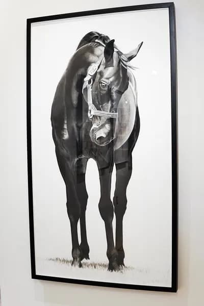 Virginia Fifield, Equus 1387, Charcoal on Museum Board, 66 x 36 In