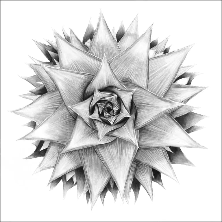Virginia Fifield, Pineapple, 2016, Charcoal on Museum Board, 40 x 40 In