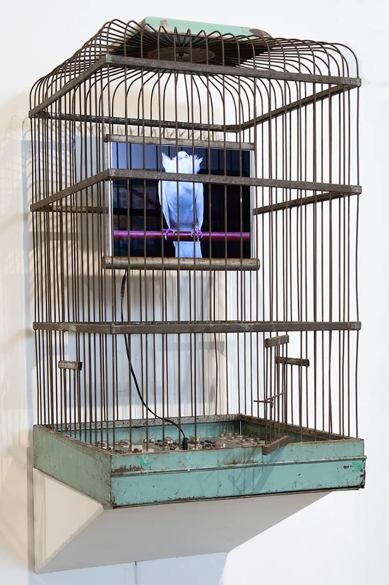 Troy Abbott, Aqua, 2019, a bird in a wire cage with video
