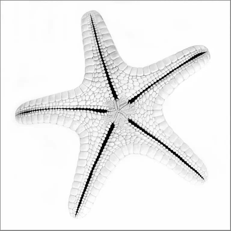 Virginia Fifield, Starfish, 2016, Charcoal on Museum Board, 40 x 40 In