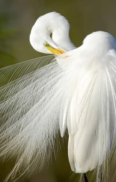 Everglades Egret by Carlton Ward Jr. 20x30". Framed 32x42"