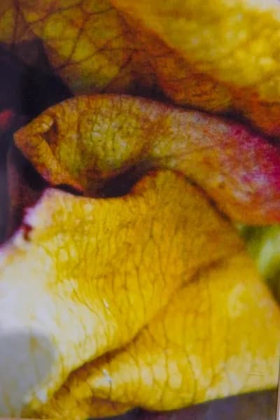 Helena Wilson, Flora Series Digital Inkjet Print on Paper, 6.5H x 4.5W In. Signed (No Edition Number)