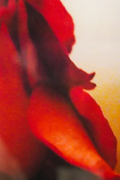 Helena Wilson, Flora Series Digital Inkjet Print on Paper, 6.5H x 4.5W In. Signed (No Edition Number)