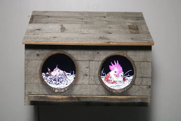 Troy Abbott, 2 City Chicks in Red, two birds in a wooden housing with video