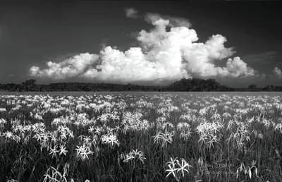 Field of Lilies by Staton