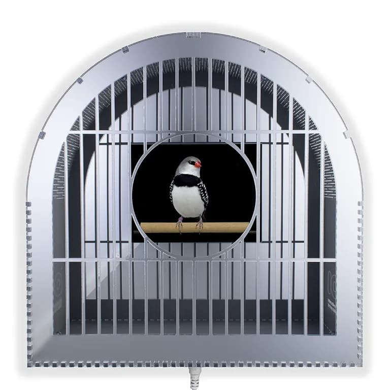 Troy Abbott, Homie, 2023, chrome and 3D printed ABS with video, a bird on a perch in a cage