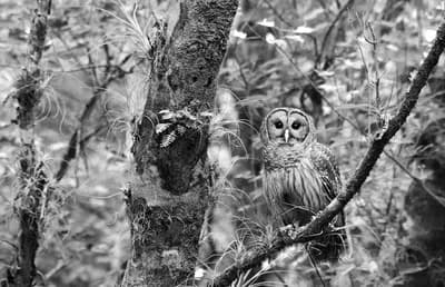 Owl Gazing by Luke Greer. Edition: #1/50. Photographic Print on Kodak Endura Premier Metallic Paper. Print: 24"x36" Framed: 32.5" x 44.5"
