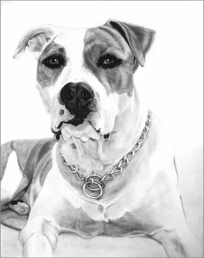 American Bulldog, Charcoal on Paper, 48 x 38 In