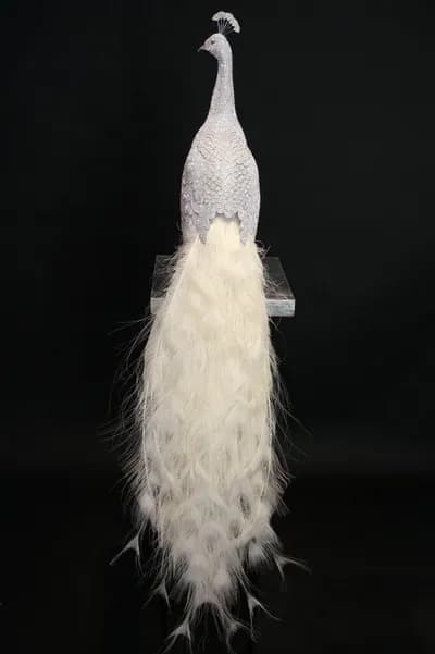 Clarita Brinkerhoff Peacock Albino