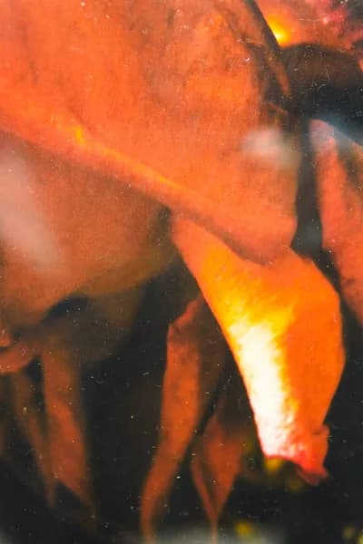 Helena Wilson, Flora Series Digital Inkjet Print on Paper, 6.5H x 4.5W In. Signed (No Edition Number)