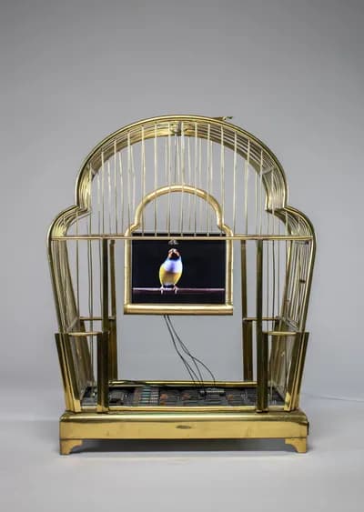 Troy Abbott, Cloud, 2023, a bird in a brass cage with video